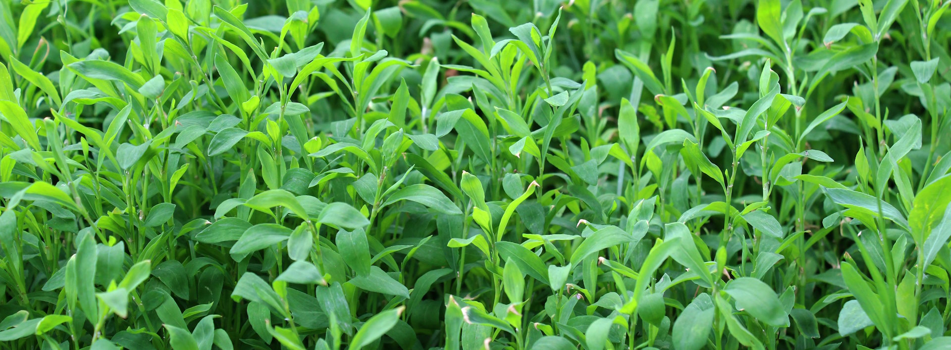 Спориш Polygonum aviculare серед лугових рослин
