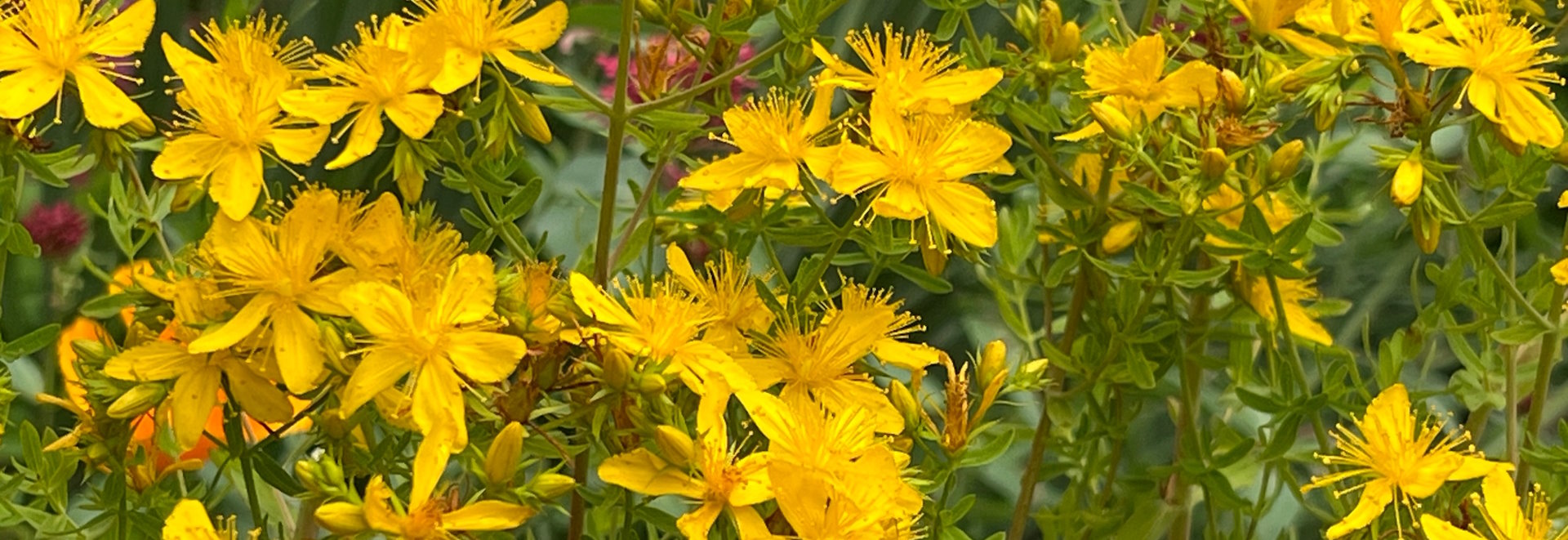 Трав’яна композиція зі звіробоєм, листям і квітами