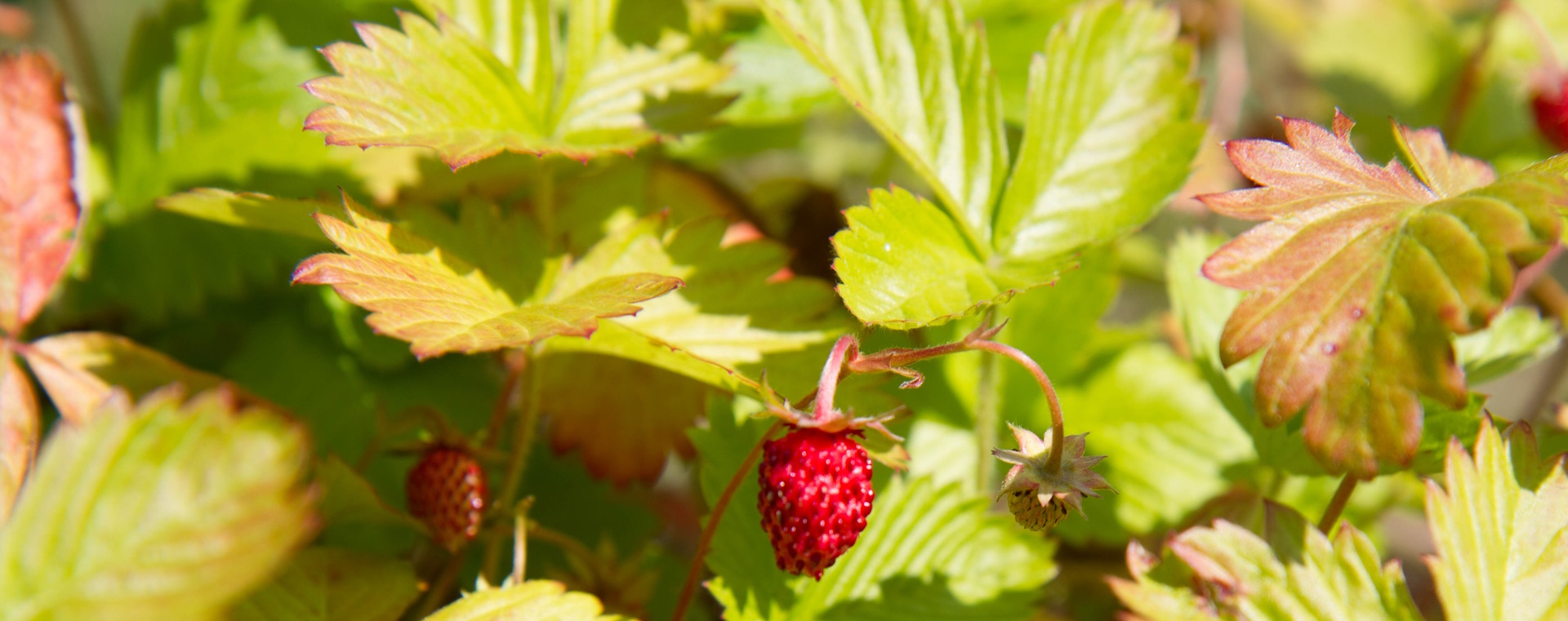 Ароматні плоди Fragaria vesca на лісовій галявині