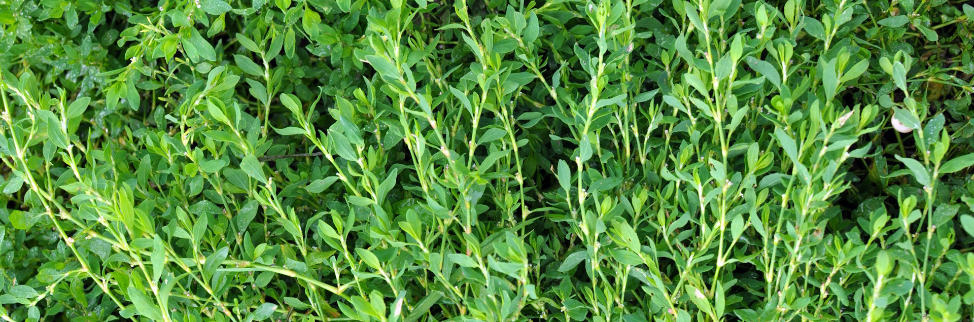 Будова пагонів і листя рослини Polygonum aviculare