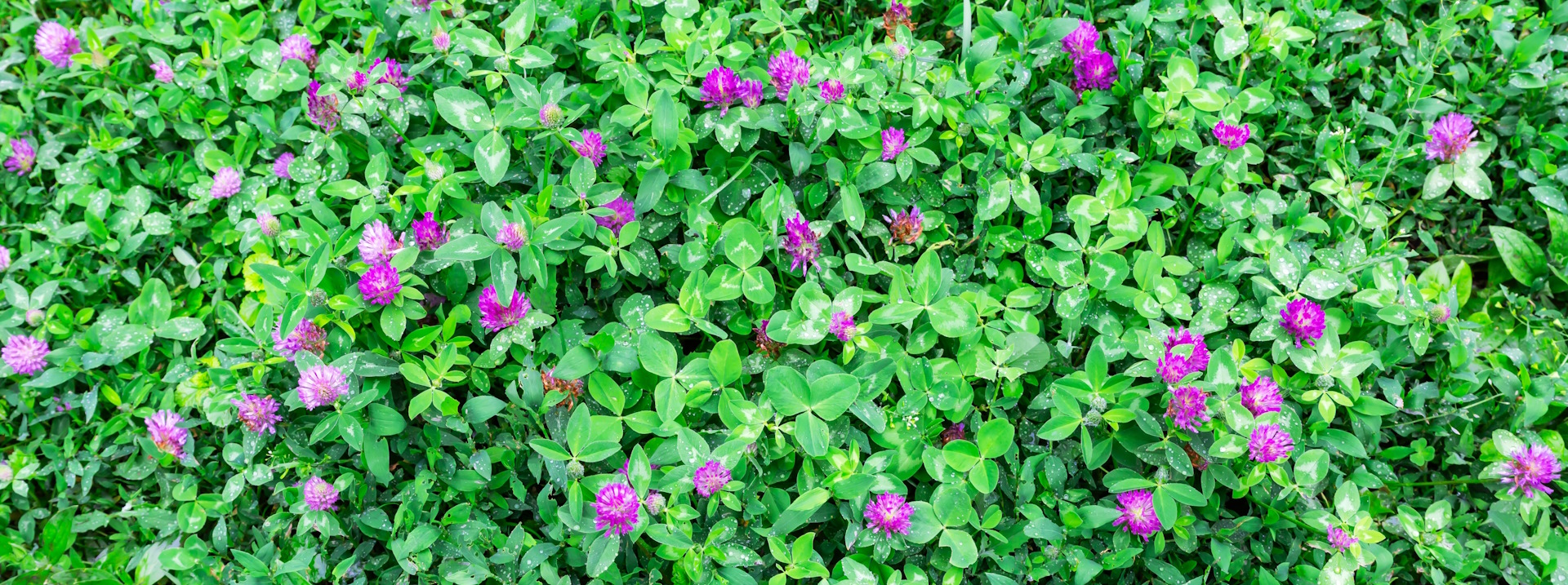 Квітуча конюшина лучна Trifolium pratense на чистій луговій ділянці