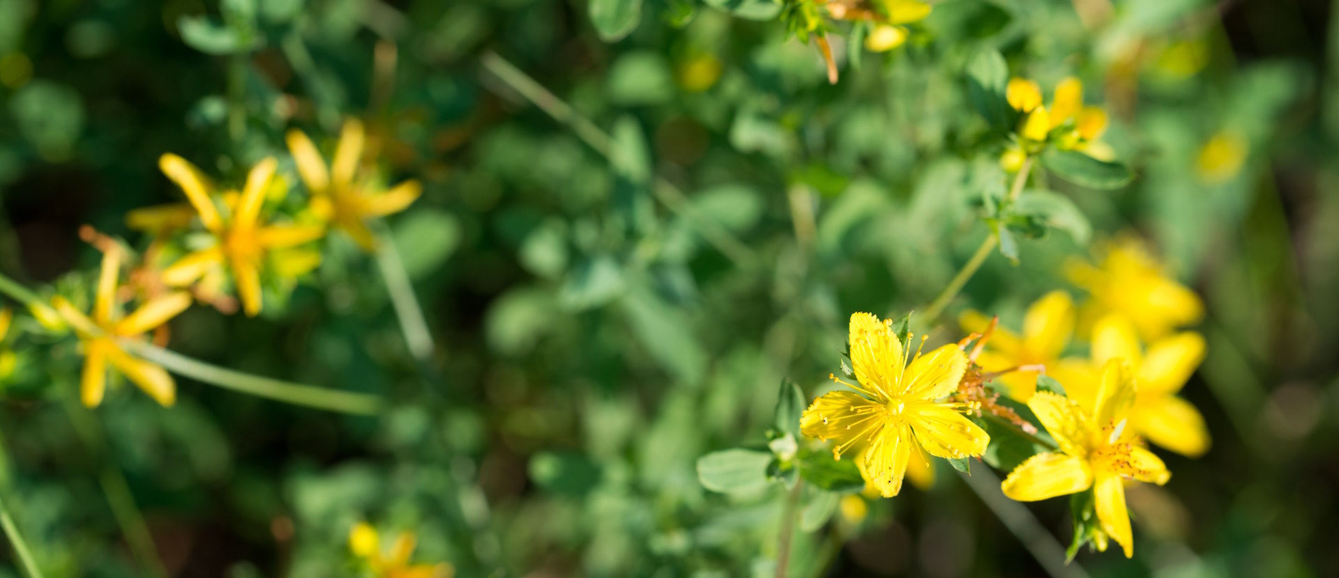 Квітучий звіробій Hypericum perforatum у природному середовищі