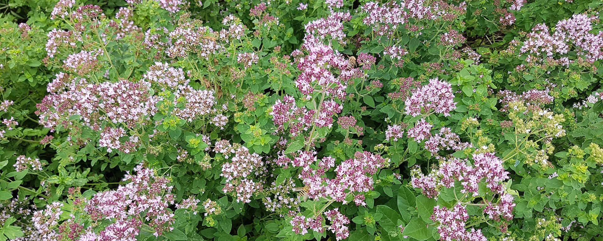 Квітуча материнка Origanum vulgare у природному середовищі