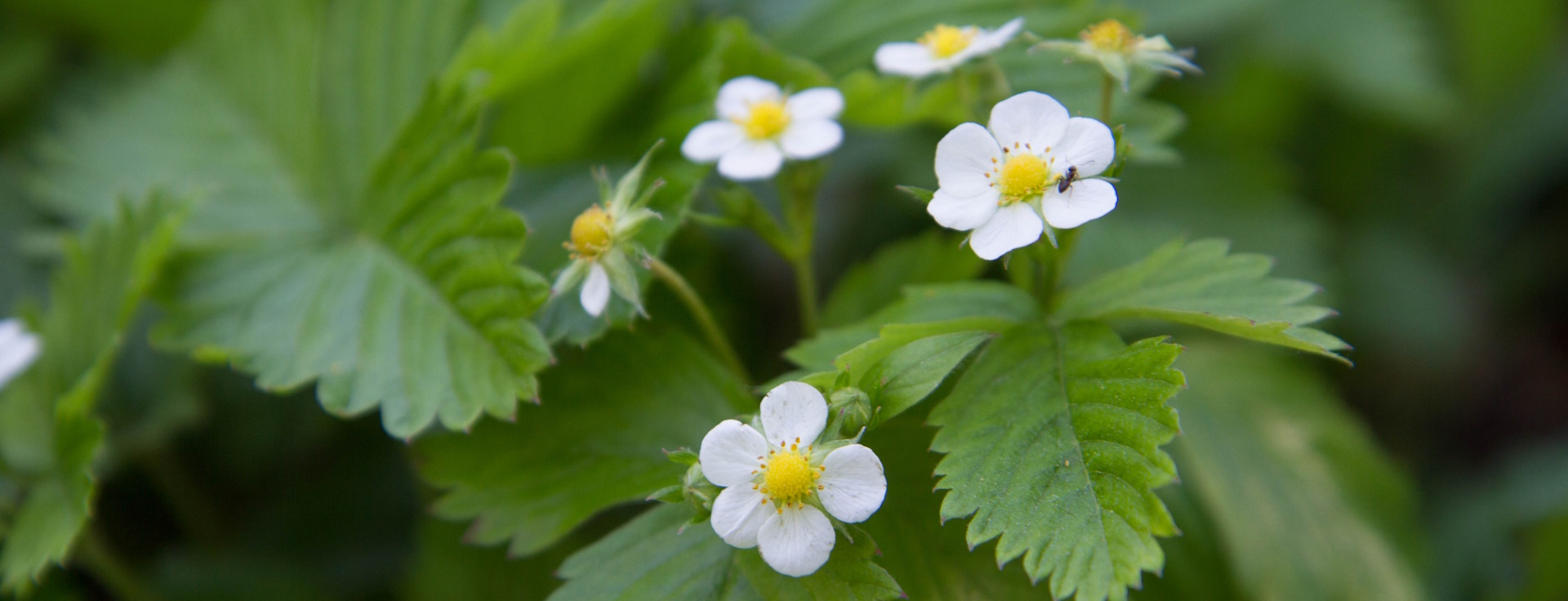 Молоде листя Fragaria vesca для сушіння та трав’яного чаю